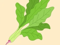 營養(yǎng)模范生——菠菜