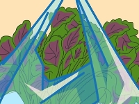 莧菜