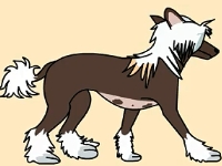 自帶供暖系統(tǒng)的中國(guó)冠毛犬