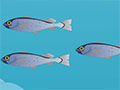 北歐餐桌上的營養(yǎng)師——鱈魚